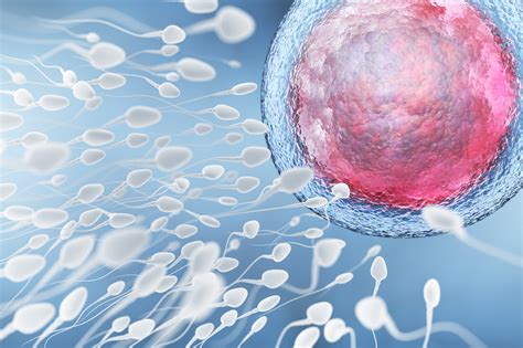 Fécondation : combien de temps se produit